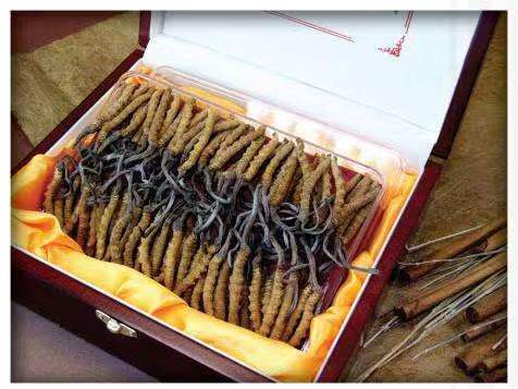 鄱阳冬虫夏草回收